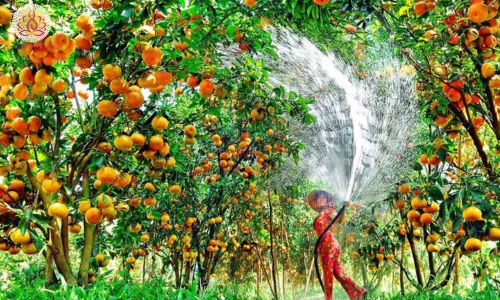 Thưởng thức trái cây thơm ngon tại Vĩnh Long