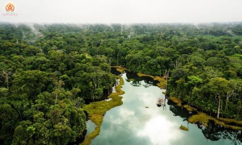 Khám Phá Rừng Amazon tại Manaus