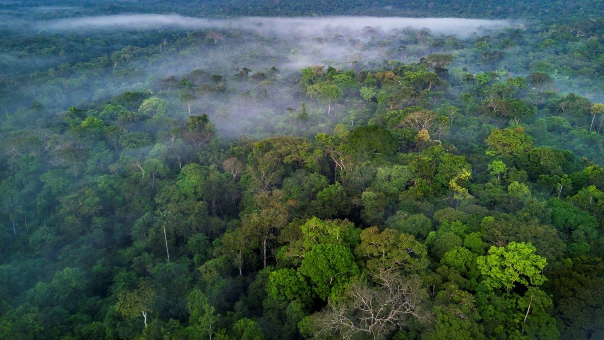 Khám phá rừng nhiệt đới Amazon