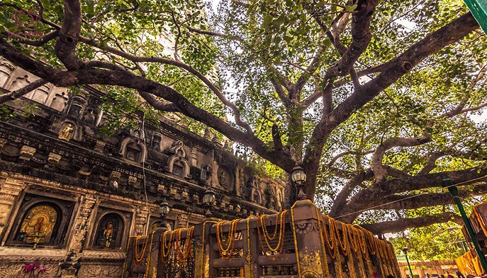 Từ Rajgir đến Nalanda và Bodhgaya